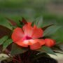 New Guinea Impatiens – Super Sonic Orange Ice – 6.5″ Pot